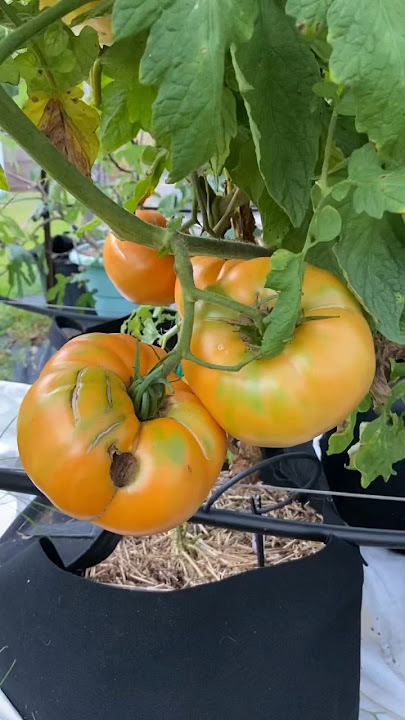 poan2 Pomodoro Ananas Semi