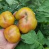 poann Pomodoro Ananas Nero