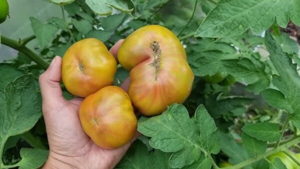 poann Pomodoro Ananas Nero