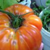 Pomodoro Big Rainbow semi