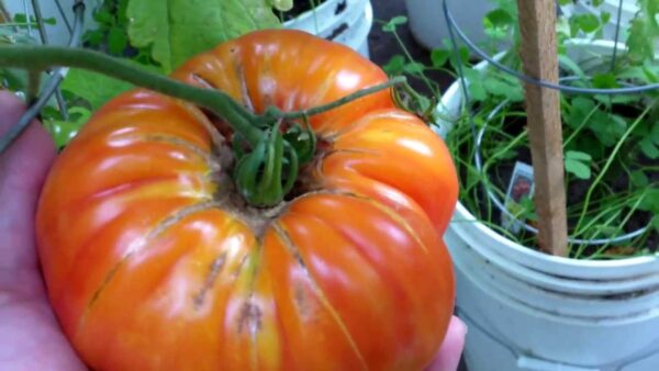 Pomodoro Big Rainbow semi