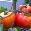 Pomodoro Big Rainbow semi