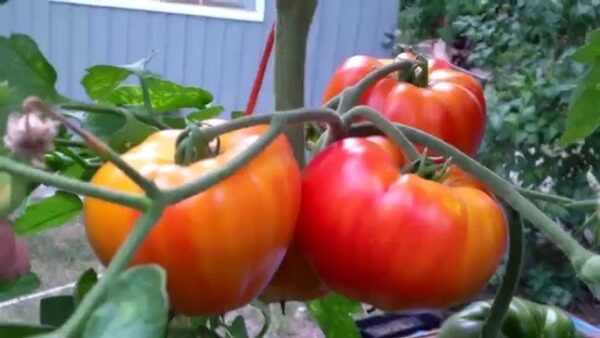 Pomodoro Big Rainbow semi