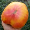 Pomodoro Big Rainbow semi