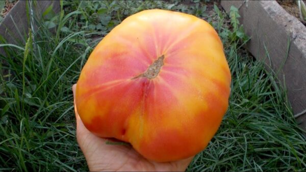Pomodoro Big Rainbow semi