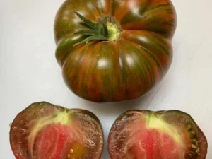 pocho1 Pomodoro Chocolate Stripe semi