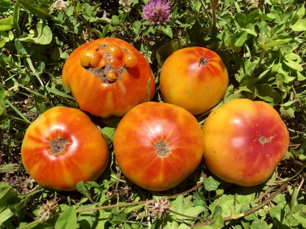 Pomodoro Hillbilly