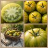 Pomodoro Green Zebra semi