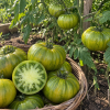 Pomodoro Green Bomb Beefsteak semi