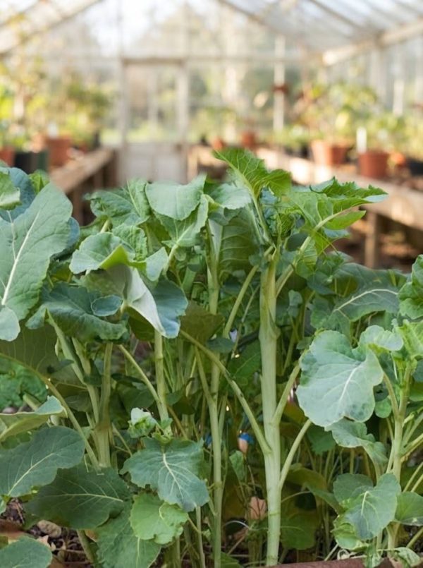 Kale Cavolo Chou Moullier semi
