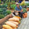 bana Zucca Pink Banana semi
