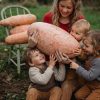 bana1 Zucca Pink Banana semi