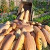 banan2 Zucca Pink Banana semi