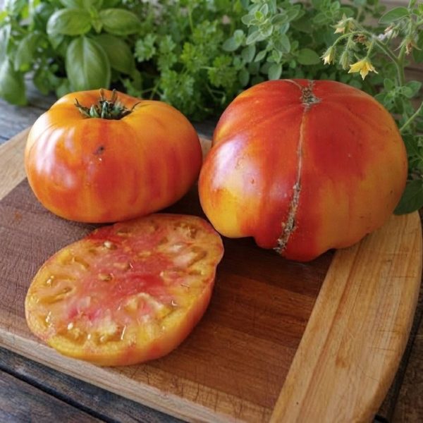 big Pomodoro Georgia Streak Semi