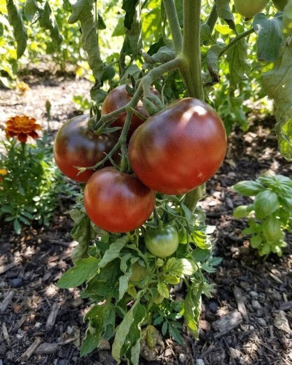 blp (1) Pomodoro Black Giant semi