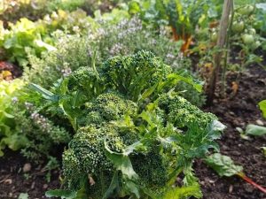 bro1 Broccoletto - broccolo da germogli semi