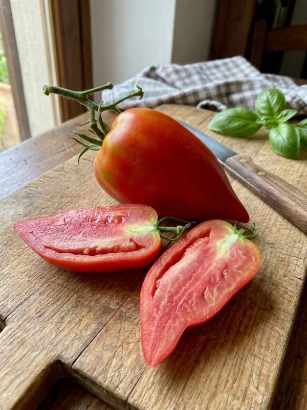 Pomodoro Cornuto delle Ande Semi