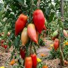 Pomodoro Cornuto delle Ande Semi