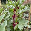 fava rossa Fava a Fiore Rosso Semi