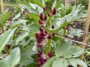 fava rossa Fava a Fiore Rosso Semi