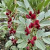 favafiore rosso Fava a Fiore Rosso Semi