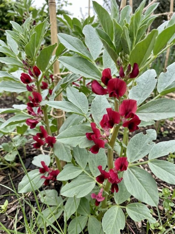 favafiore rosso Fava a Fiore Rosso Semi