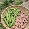 favar Fava Rosa Polacca semi