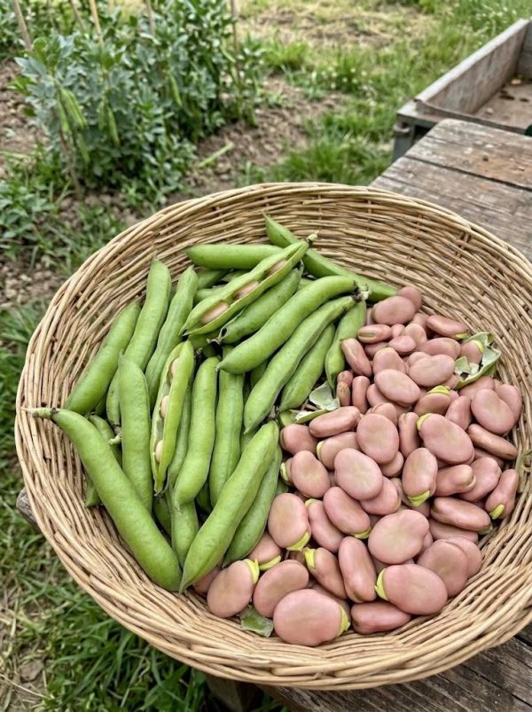 favar Fava Rosa Polacca semi