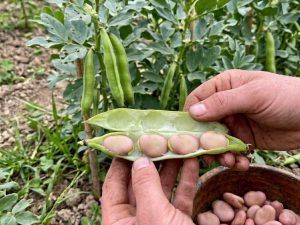 favaro Fava Rosa Polacca semi