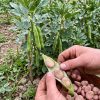 favaros Fava Rosa Polacca semi