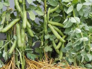 favb2 Fava da competizione Bunyards Exhibition semi
