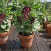 favr Fava Rossa semi
