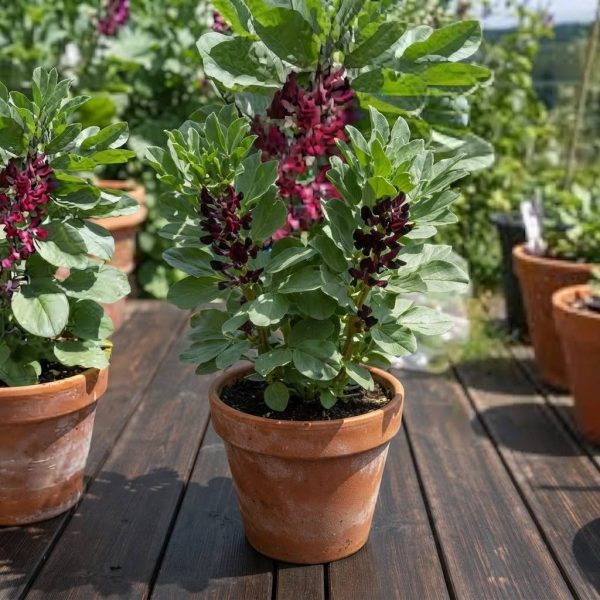 favr Fava Rossa semi