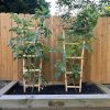 gig Pomodoro Albero dei Pomodori semi