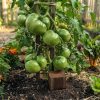 mal Pomodoro Malakhitovaya Shkatulka semi