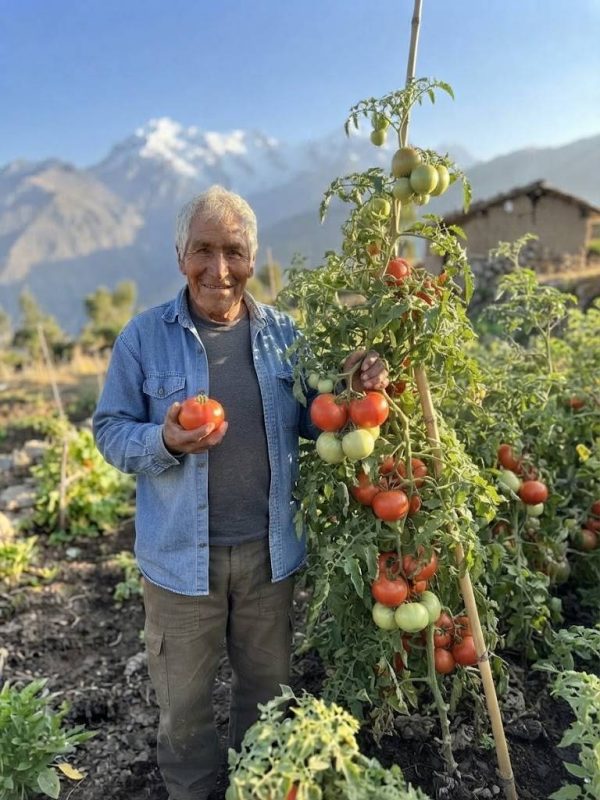 man Pomodoro Antico del Cile semi Vale di Maipo