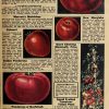 man Pomodoro Mansfield Tree Semi antichissimo