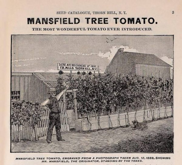 man1 Pomodoro Mansfield Tree Semi antichissimo