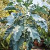 Kale Cavolo Chou Moullier semi
