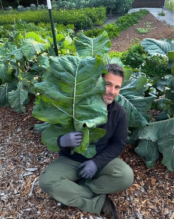 Kale Cavolo Chou Moullier semi