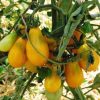 Pomodoro Perino Giallo  semi