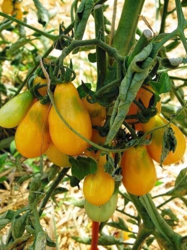 Pomodoro Perino Giallo  semi