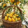 Pomodoro Perino Giallo  semi
