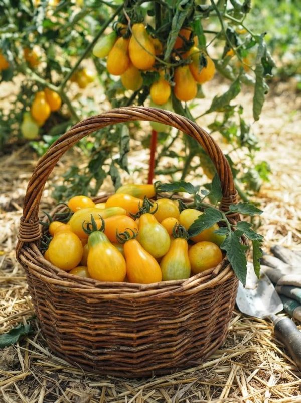 Pomodoro Perino Giallo  semi