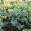 Cavolo Kale Red Russian semi