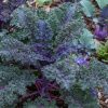 Cavolo Kale Red Russian semi