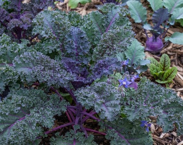 Cavolo Kale Red Russian semi