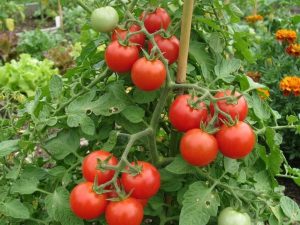 Pomodoro Subartic Plenty semi