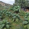 suku Kale Cavolo Sukuma Wiki semi – Il cavolo da foglia dell'Africa orientale