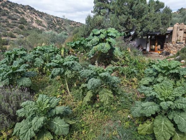 suku Kale Cavolo Sukuma Wiki semi – Il cavolo da foglia dell'Africa orientale